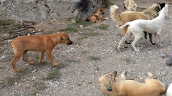 Tunceli'de 7 Köpeğin Saldırısına Uğrayan Kadın Ağır Yaralanarak Hastaneye Kaldırıldı