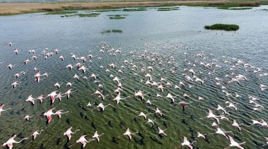 Eber Gölü flamingolarla hareketlendi