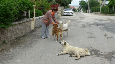 Sokak hayvanlarını korurken saldırıya uğradı: "Artık bu son bulmalı"