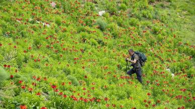 Tunceli'deki ters laleler görenleri büyülüyor