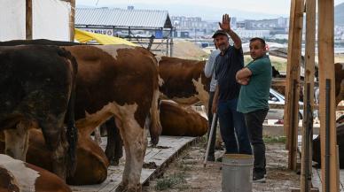 Başkentte kurbanlık satışı başladı! Ankara'da kurbanlık fiyatları ne kadar?