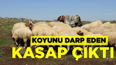 Koyunu darp eden, kasap çıktı