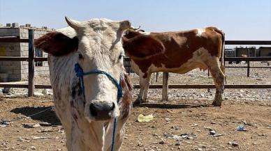 Virüs kurban pazarını vurdu: Satışlar düştü