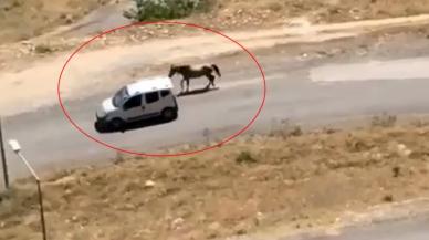 Vicdansızlığın son noktası: Aracına bağladığı atı koşturarak götürdü