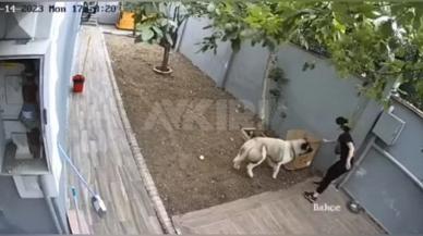 İşyerini korusun diye aldıkları köpek çalışana saldırdı