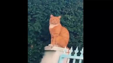 Heykeli taklit eden kedi sosyal medyada viral oldu