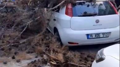 Ekiplerin budadığı ağaç yakınlardaki bir aracın üstüne düştü