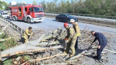 TEM'de ağaç devrildi, trafik kilitlendi!