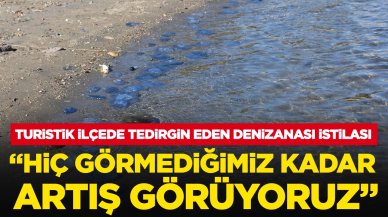 Turistik ilçede tedirgin eden mavi denizanası istilası: 'Hiç görmediğimiz kadar artış görüyoruz'