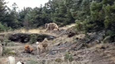 Hayvanları otlatırken karşısına ayılar çıktı