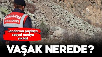 Jandarma paylaştı, sosyal medya yıkıldı: Vaşak nerede?