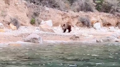 Ayı yavrusunun sahil keyfi!