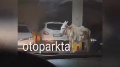 Eşeği otoparka park ettiler!