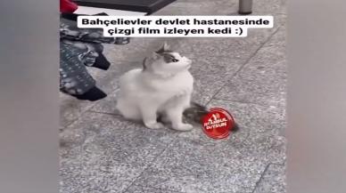 Televizyonda çizgi film izleyen kedi viral oldu