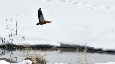 Buzlar çözülünce göçmen kuşlar Kars'a dönmeye başladı