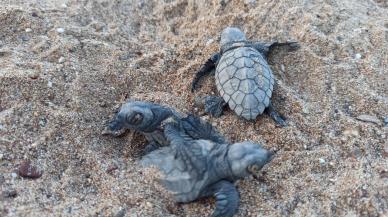 Caretta carettalar için gönüllü aranıyor