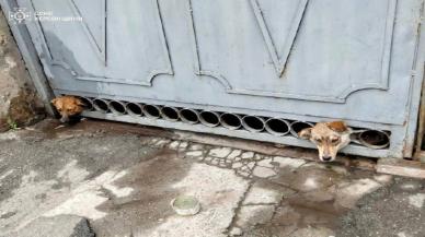 Saatler süren operasyon: Bombardımandan korkan köpeklerin başı demir kapıya sıkıştı