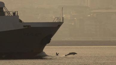 İstanbul Boğazı'nda yunuslar gemilere eşlik etti