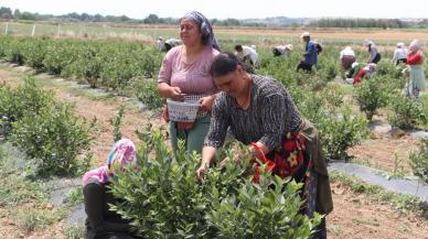 Edirne'de yaban mersini yetiştirip hasadını yaptı