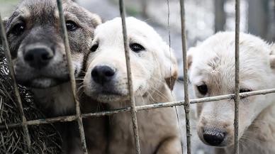 10 soruda sokak hayvanları düzenlemesi: Sahipsiz köpekler nereye götürülecek, ötenazi uygulanacak mı?