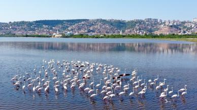 İzmit Körfezi'nde flamingo popülasyonu arttı