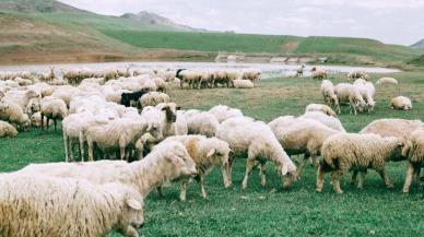 Mavi dil hastalığı nedir, nasıl bulaşır, belirtileri ne, insana bulaşır mı?