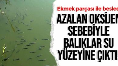 Antalya'da oksijeni azalan derede balıklar su yüzeyine çıktı