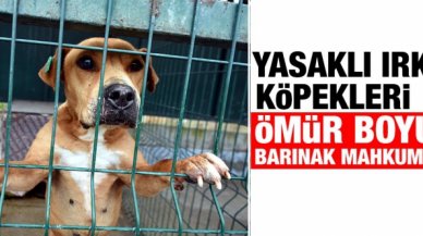 Edirne'nin 'yasaklı ırk köpekleri' ömür boyu barınak mahkumu