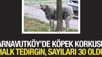 Arnavutköy'de köpek korkusu