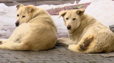 Köpek korkusu!