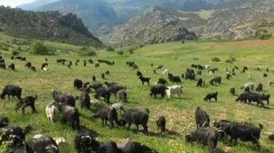 Mersin Damızlık Koyun-Keçi Yetiştiricileri Birliği Proje Teknik Elemanı alacak