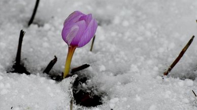 Kardelen ve çiğdemler çiçek açmaya başladı