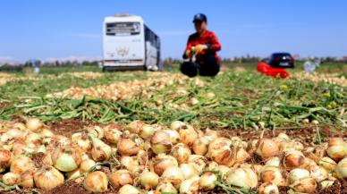 Adana ve Hatay'da turfanda soğan hasadı başladı