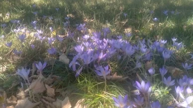 Tokat'ın yüksek kesimleri vargit çiçekleriyle süslendi