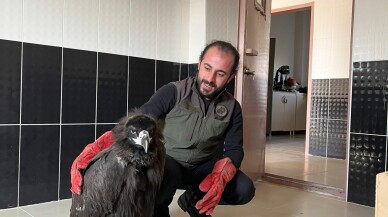 Yaralı bulunan kara akbaba tedaviye alındı