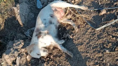 Acı manzara: Anne köpek ve 2 yavrusu tüfekle öldürülmüş halde bulundu