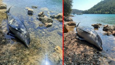 Bodrum'da sahile ölü yunus vurdu