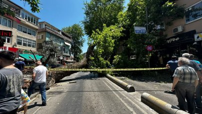 Asırlık çınar ağacı 2 katlı binaya ve caddeye devrildi