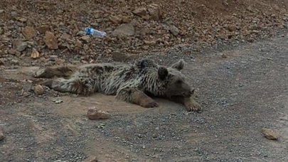 Acıyla kıvranan boz ayı ömür boyu felç kalacak