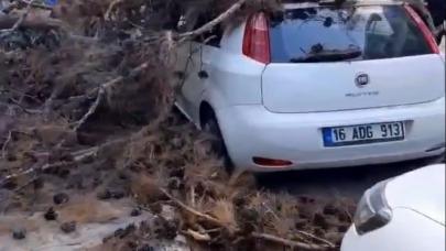 Ekiplerin budadığı ağaç yakınlardaki bir aracın üstüne düştü