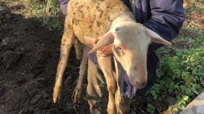 15 metre derinliğindeki kuyuya düşen koyun 4 gün sonra kurtarıldı