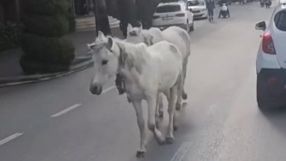 İlçenin göbeğinde gezen başı boş atlar tehlikeye davet çıkarıyor