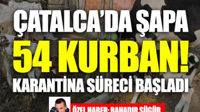 Çatalca'da şapa 54 kurban!