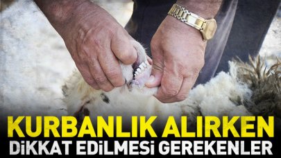 Kurbanlık alırken nelere dikkat edilmelidir? İşte uzmanlarda 9 önemli detay..