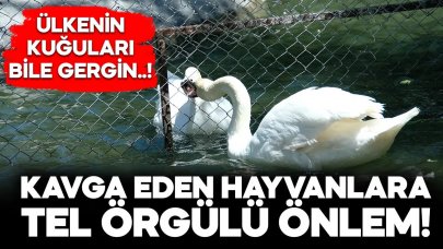 Kuğulu Park’ta kavga eden erkek kuğulara tel örgülü önlem!