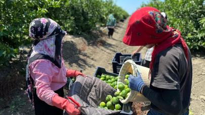 Adana'da limonda hasadı bu yıl erken başladı