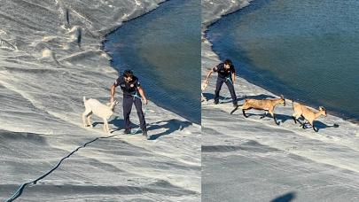 Gölette mahsur kalan köpek ve keçiler kurtarıldı