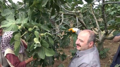 Eski Bakan Varank incir hasadında çiftçilere seslendi: Yalanlara inanmayın!