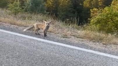 Yol kenarında gördükleri tilkiyi bisküvi ile besledi