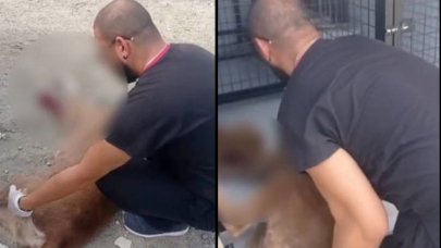 Esenyurt'ta aracın çarptığı yaralı köpek tedavi altına alındı: Belediyeden açıklama